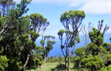 self guided walking tour in azores portugal pico island